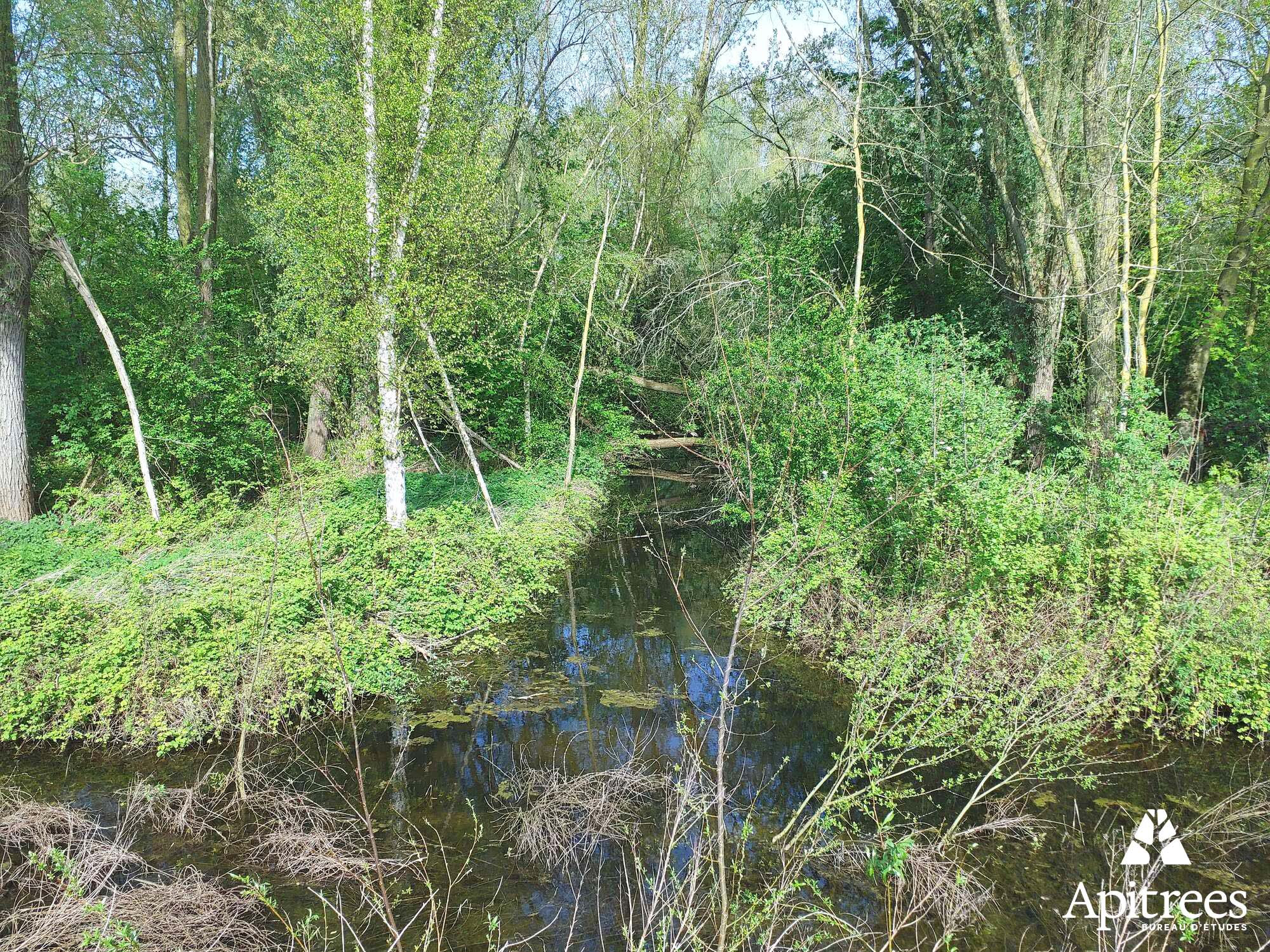 Zone humide à Comines-Warneton