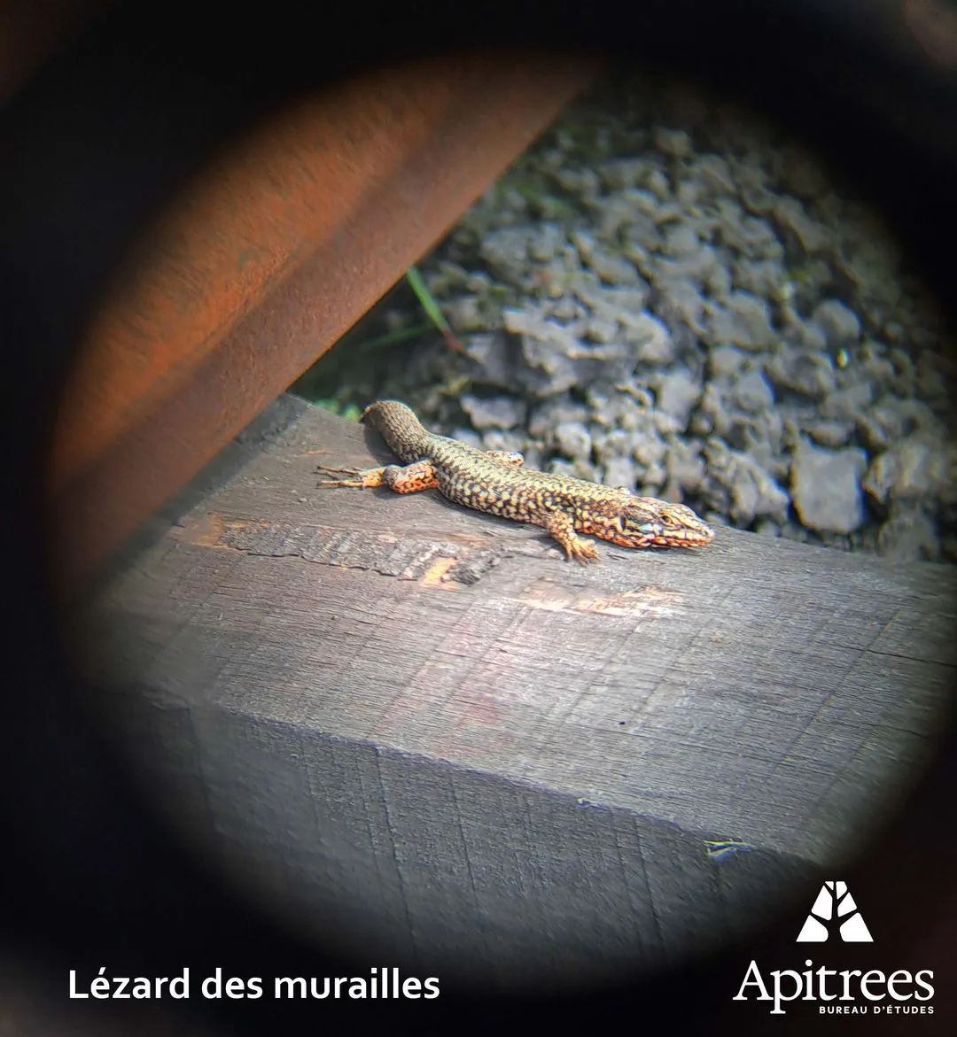 Lézard des murailles
