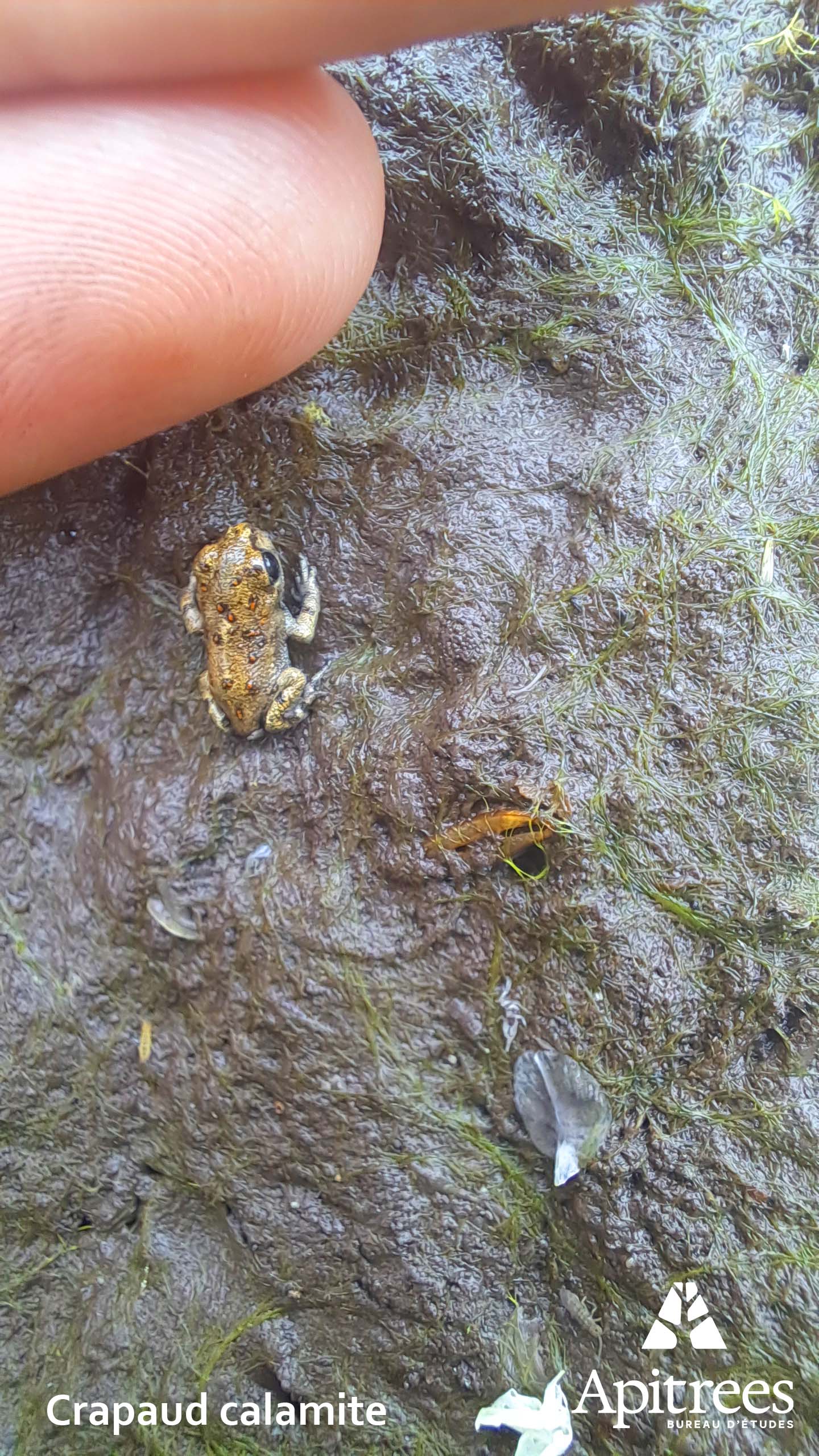 Très jeune crapaud calamite comparé à la taille d'une main