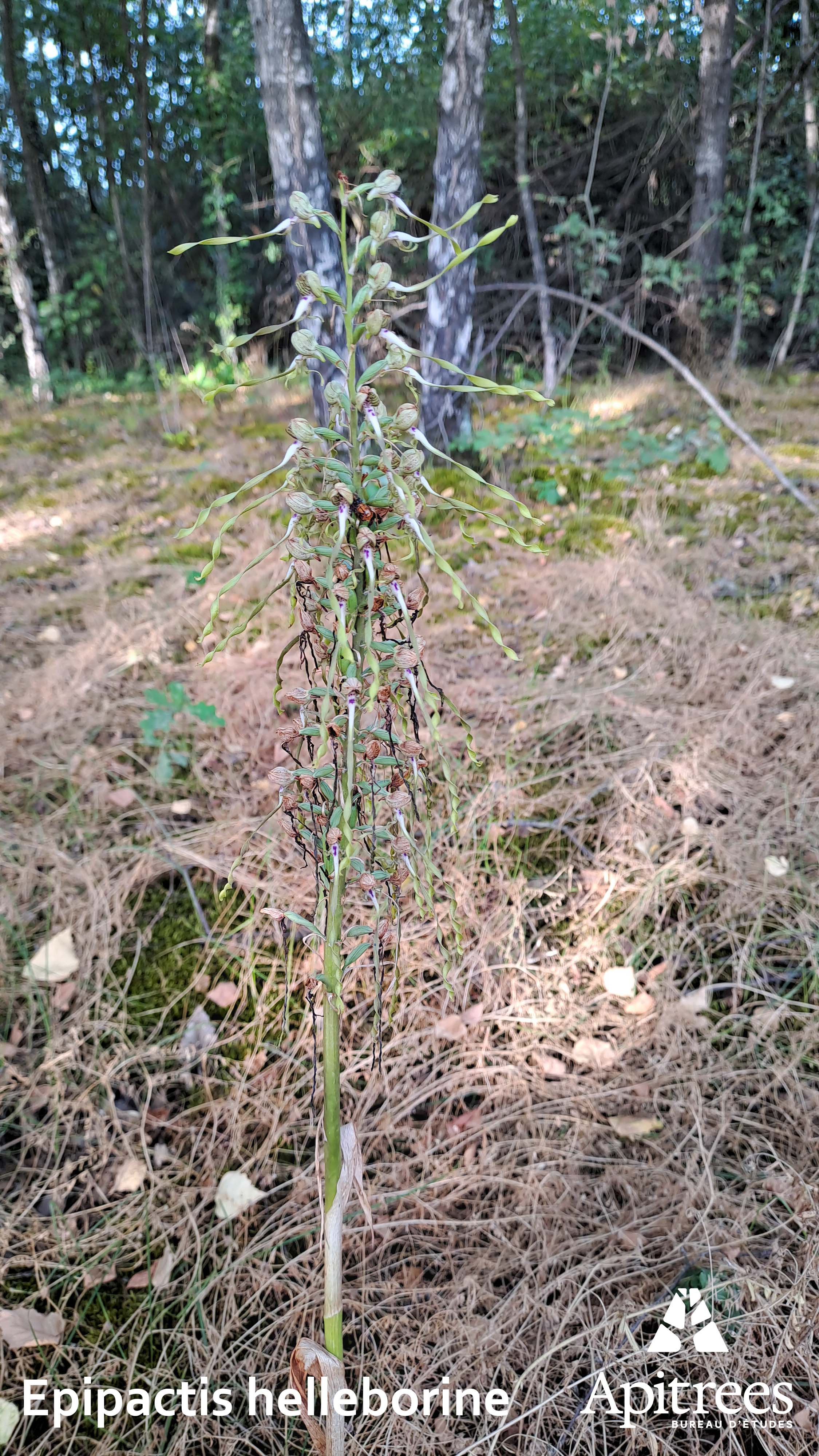 Orchidée Epipactis helleborine en fleurss