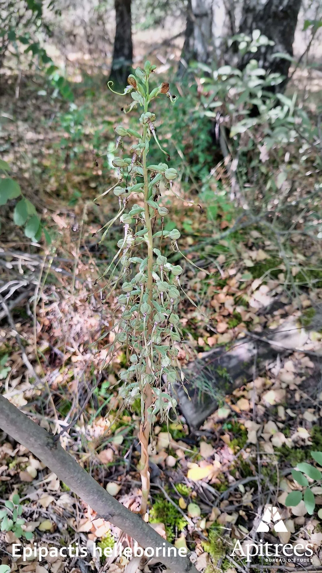 Orchidée Epipactis helleborine en fleurss