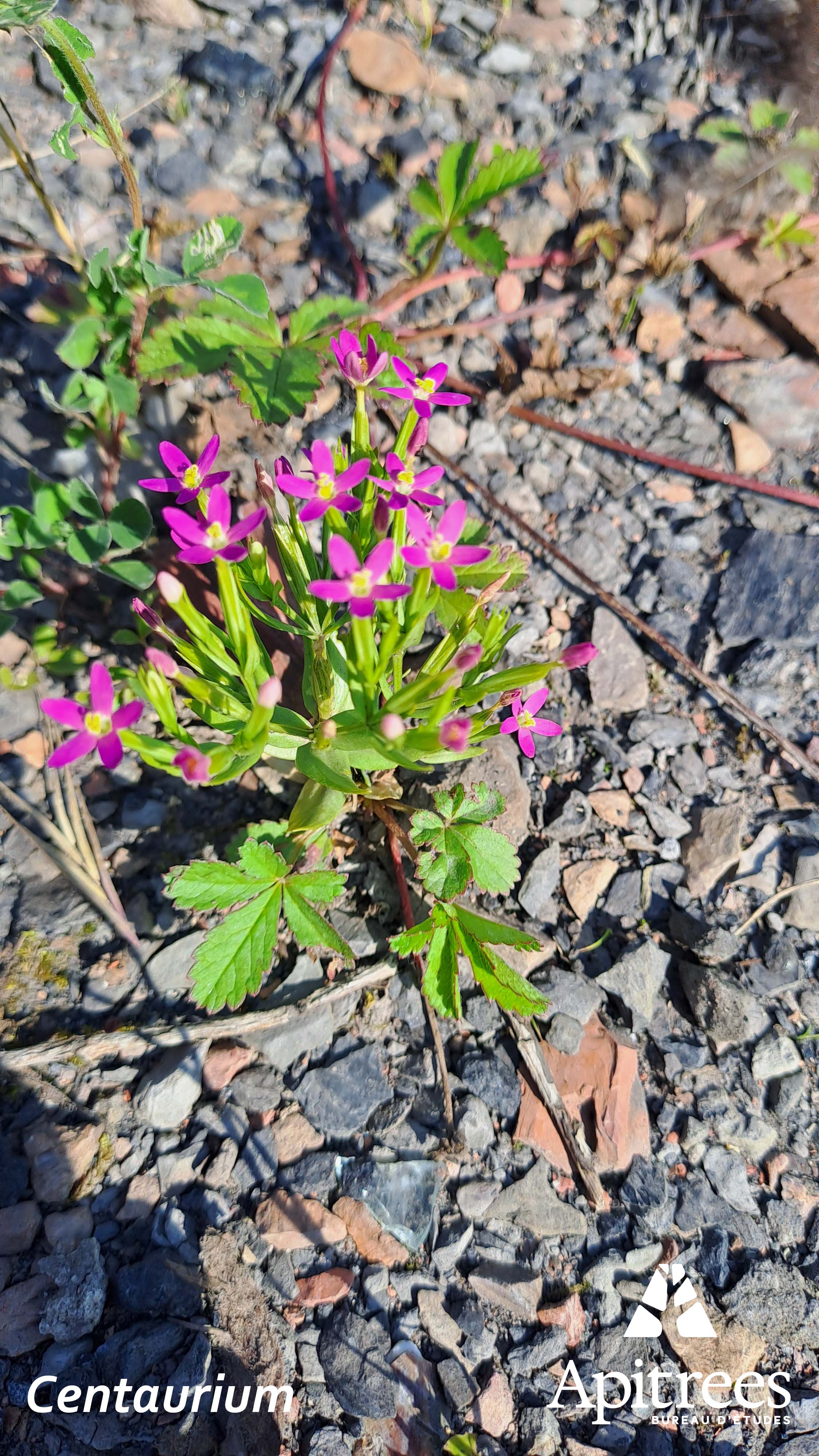Fleurs de Centaurium