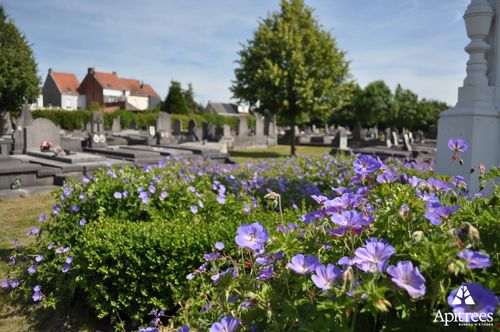 Cimetière végétalisé avec allée enherbée et massif fleuri