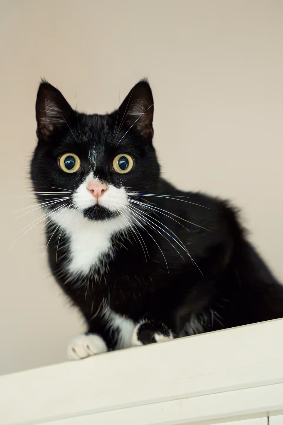 Zwart-witte huiskat die recht in de camera kijkt