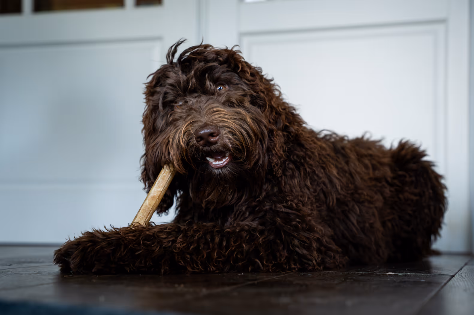 Bruine labradoodle die binnen op de grond ligt en op een kauwstaafje knabbelt