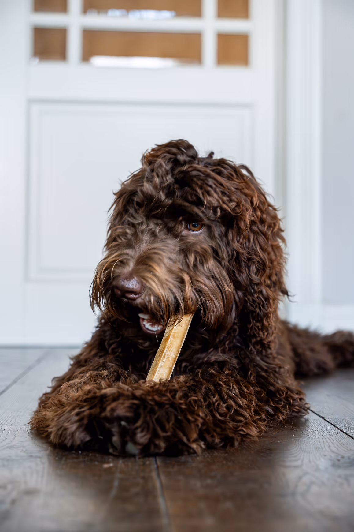Donkerbruine labradoodle met kauwspeeltje