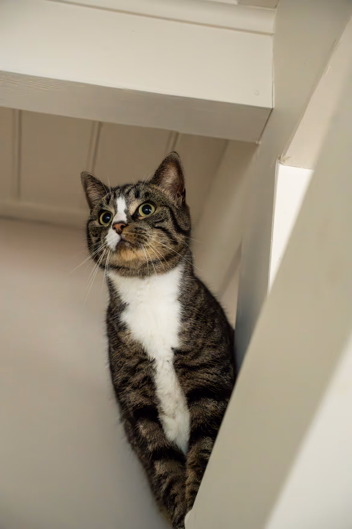 Grijze kat zittend op kast in huiselijke ruimte