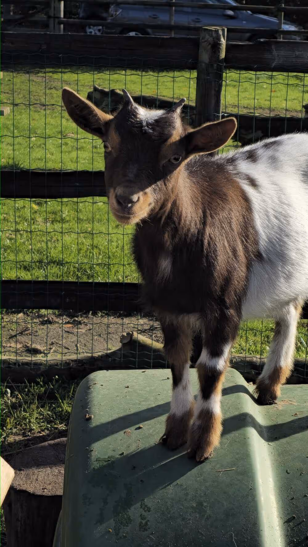 Geitje kijkt recht voor zich uit