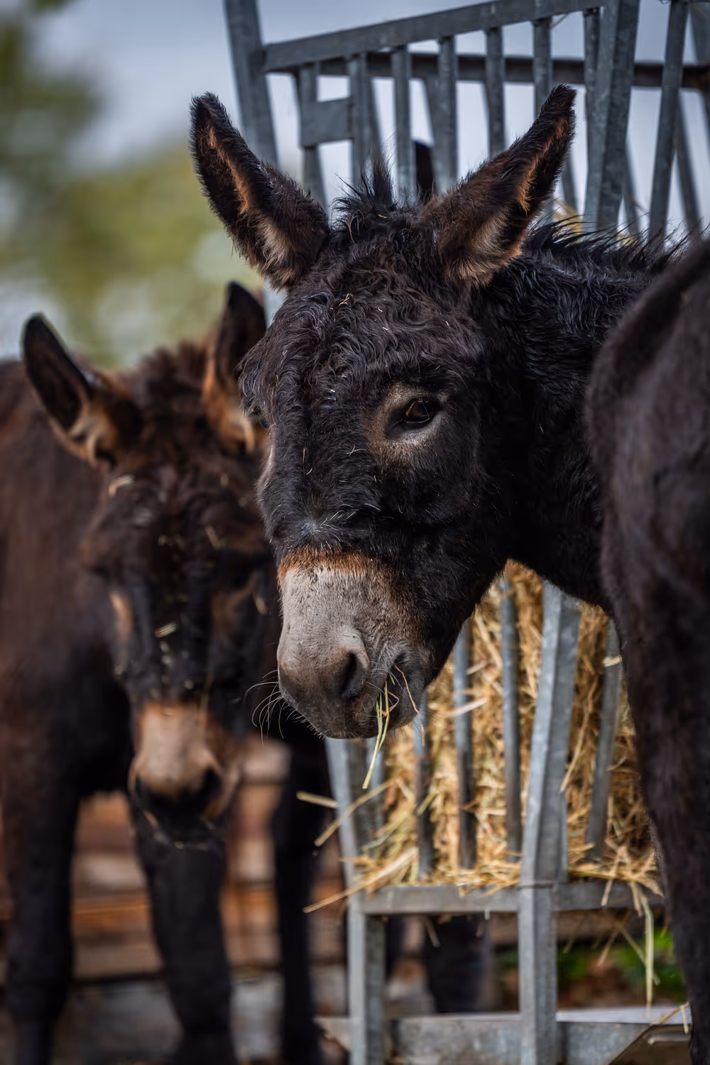 Ezel eet hooi bij Fiks Bed & Boerderij in Hoogeloon