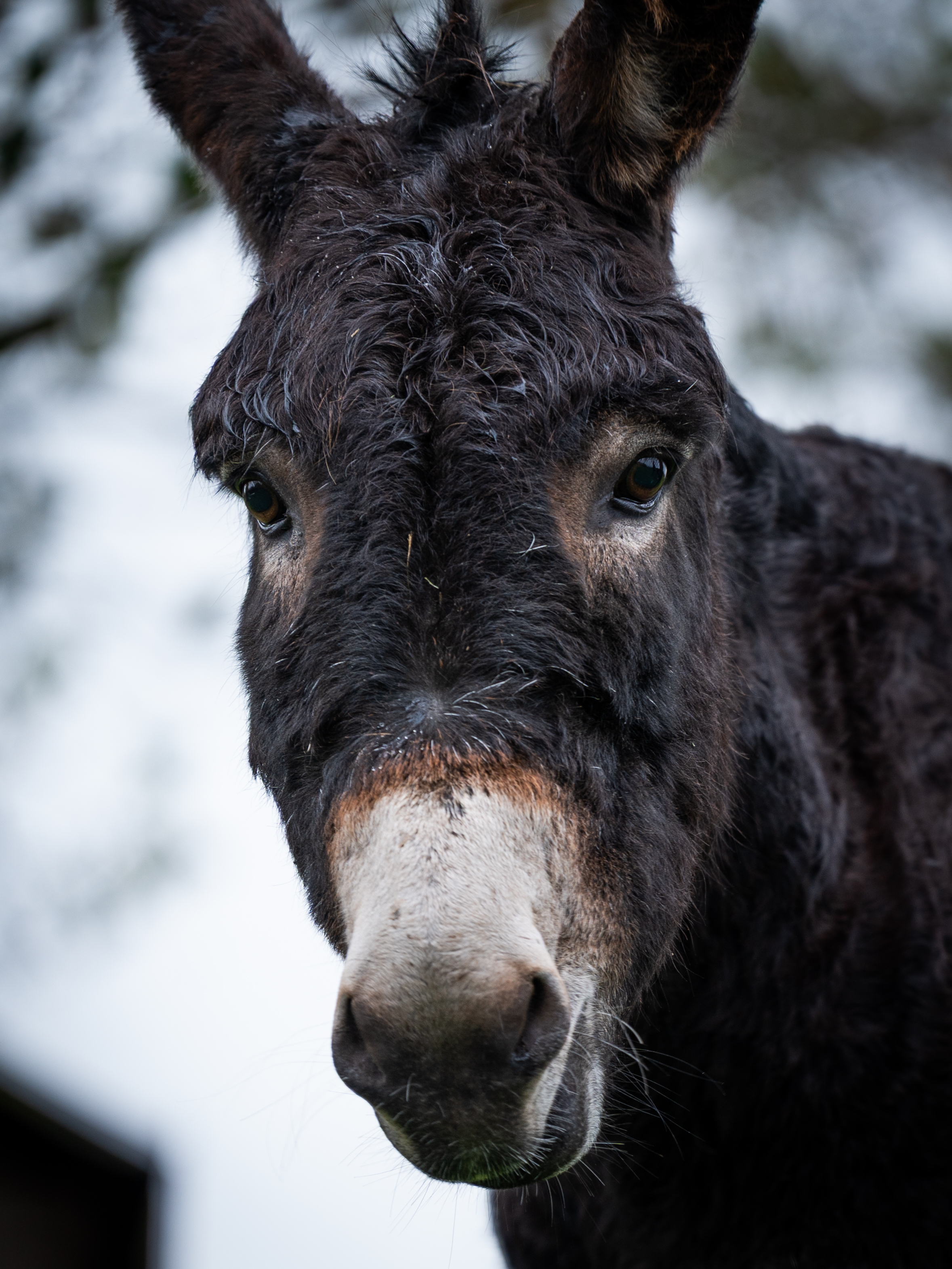 Ezels bij houten omheining op erf van Fiiks B&B
