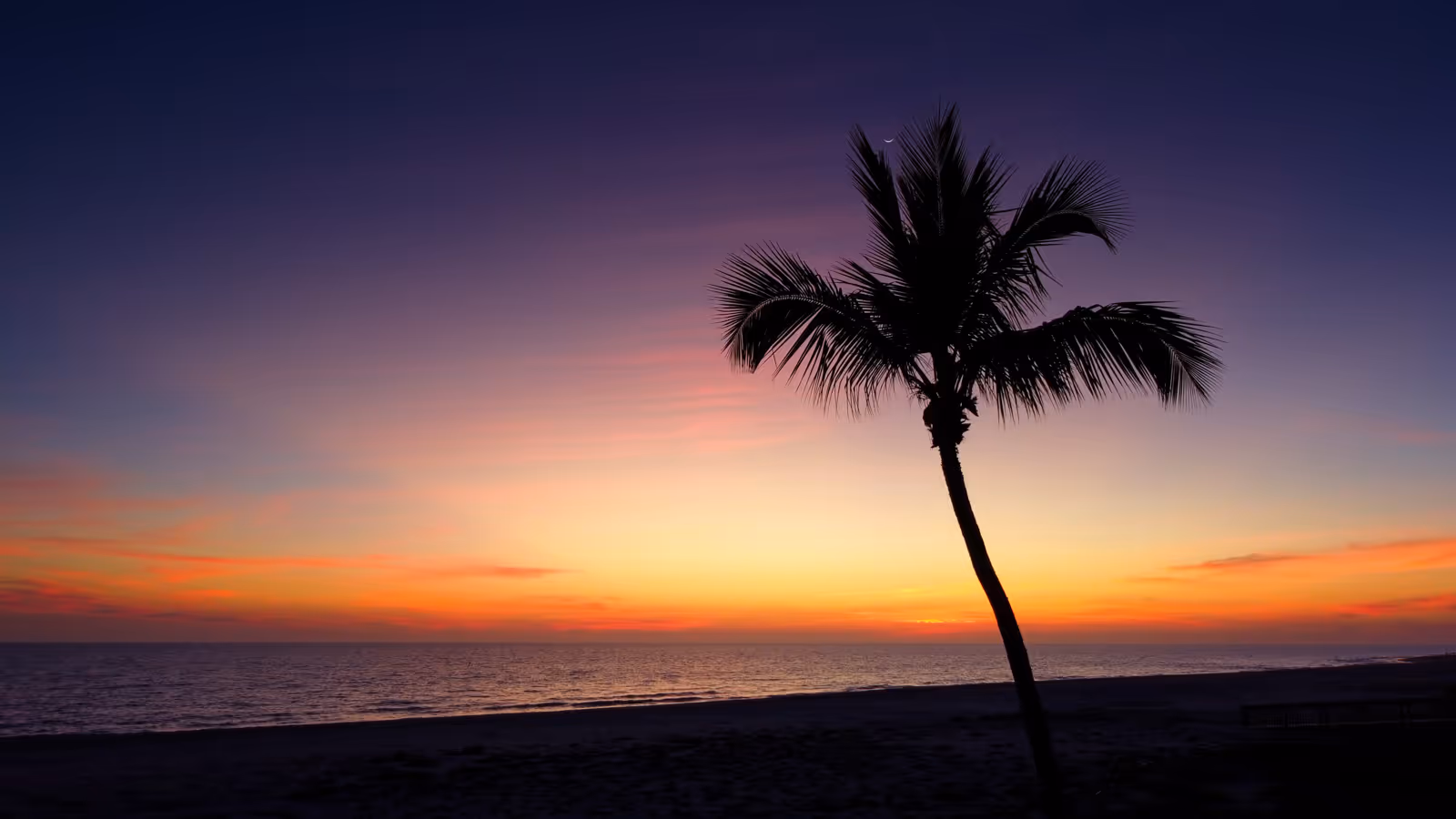 Silhouette of a palm tree on a beach with a colorful sunset and a crescent moon in the sky.