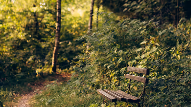 Eine leere Holzbänke am Waldrand mit dichtem grünen Laub und einem Pfad im Hintergrund.