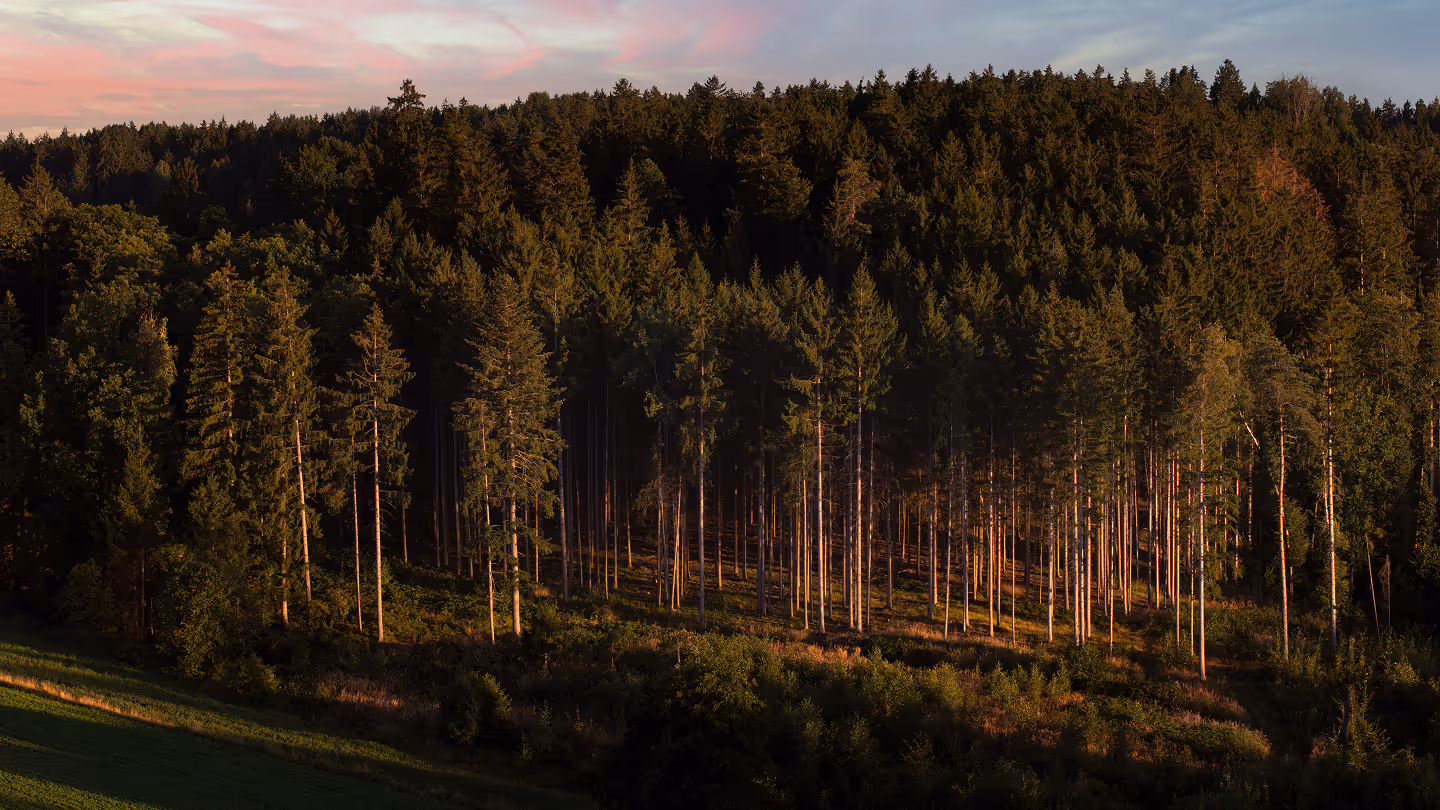Wald mit hohen Nadelbäumen im sanften Licht der untergehenden Sonne unter rosa Wolken.