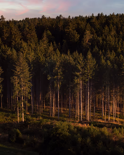 Sonnenbeschienener Nadelwald mit hohen, dünnen Bäumen und dichter Bewaldung im Hintergrund bei Sonnenuntergang.