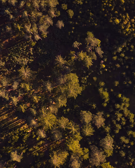 Luftaufnahme eines Waldes mit Sonnenlicht, das lange Schatten von Bäumen auf den Boden wirft.