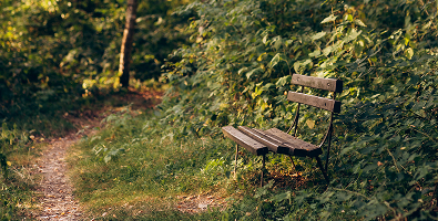 Leere Holzbänke neben einem unbefestigten Weg in einem üppig grünen Wald.