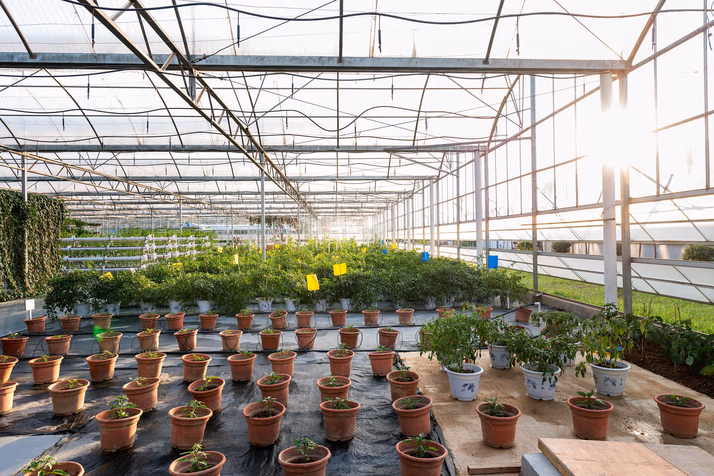 greenhouse-vegetables-2025-03-15-00-54-46-utc