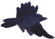 Corbeau - Alaska Highway - Les Baladeurs