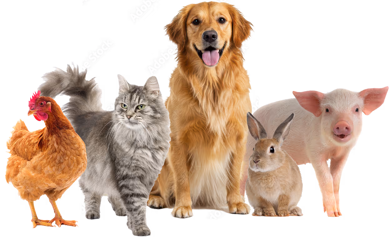 Alle Patienten der Tierarztpraxis Havixbeck