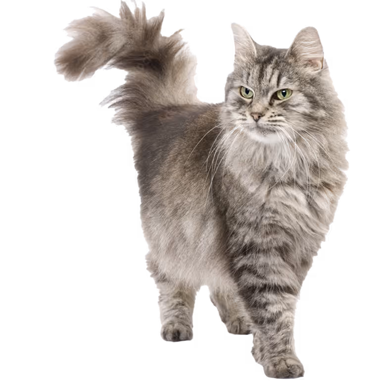 Katze Tierarztpraxis Havixbeck