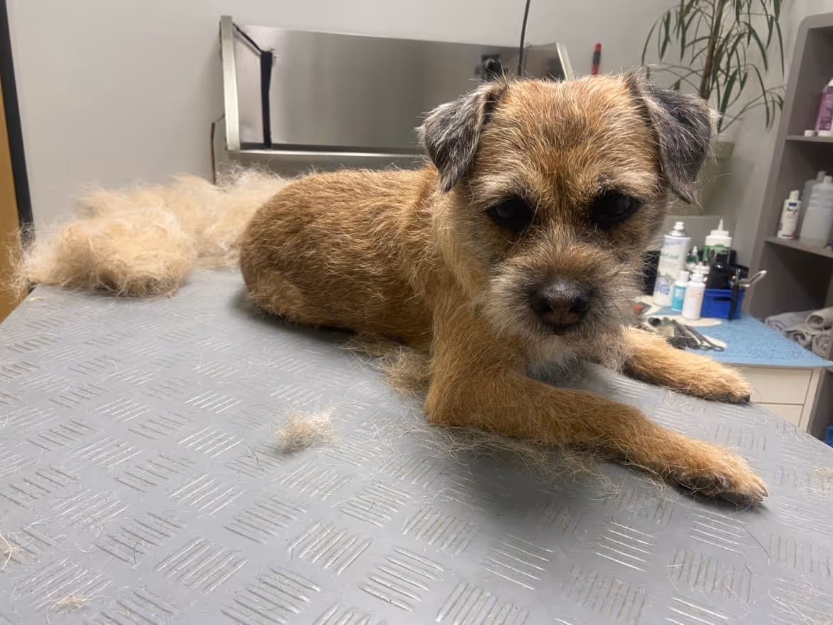 Hund nach der Behandlung im Hundesalon der schicke Hund in der Tierarztpraxis Havixbeck