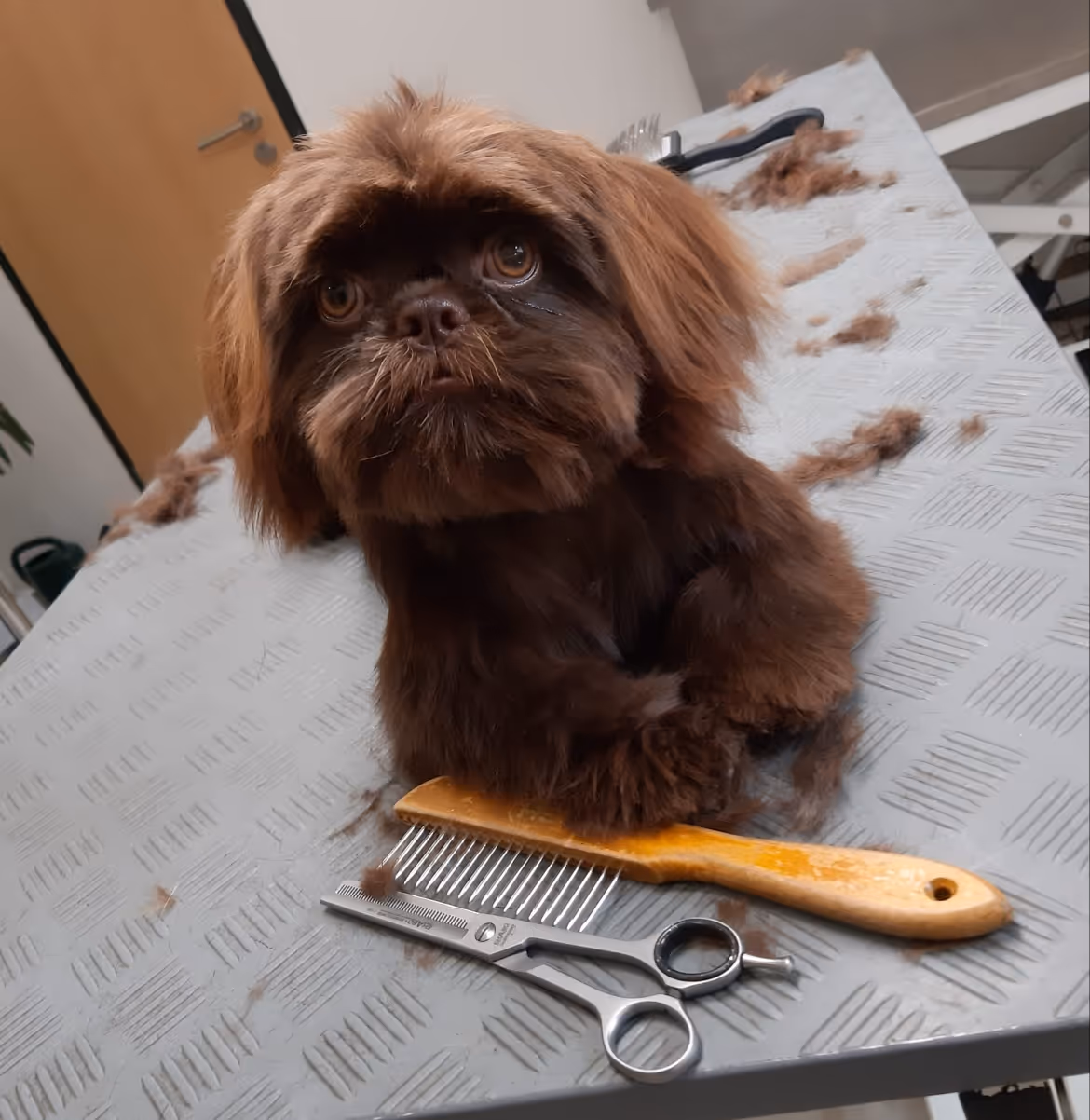 Kleiner Hund mit fluffigem Fell im Hundesalon der schicke Hund in der Tierarztpraxis Havixbeck