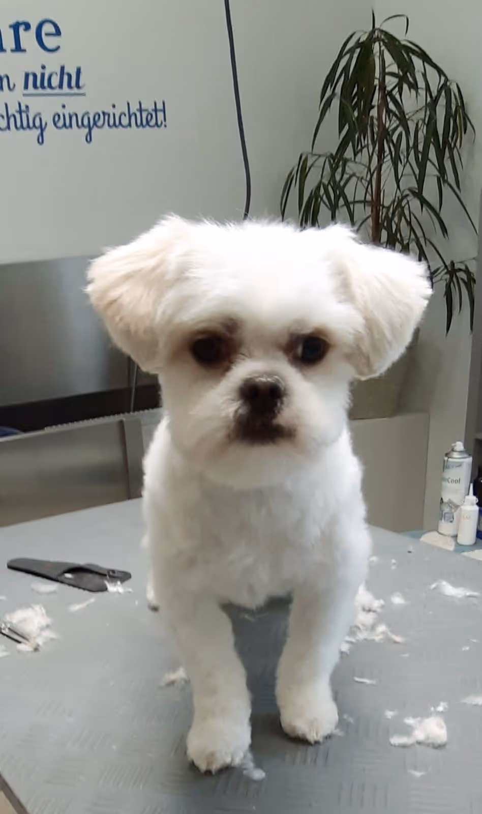 Kleiner Hund im Hundesalon der schicke Hund in der Tierarztpraxis Havixbeck