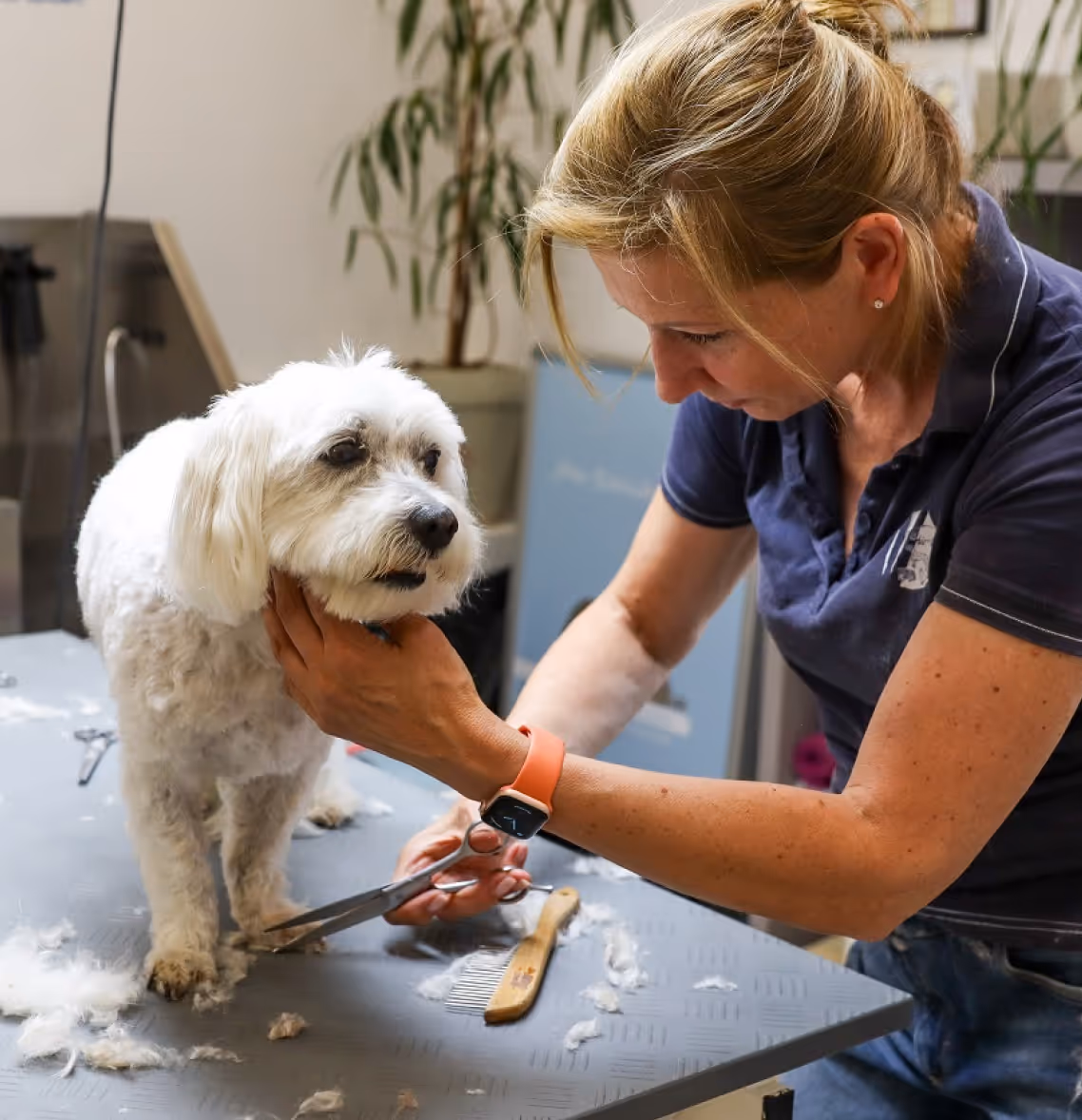 Hundesalon der schicke Hund Tierarztpraxis Havixbeck