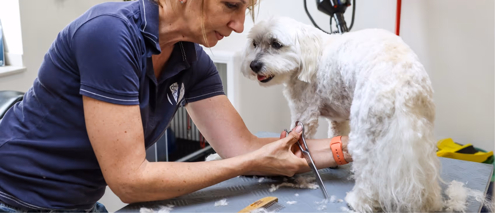 Hundesalon der schicke Hund