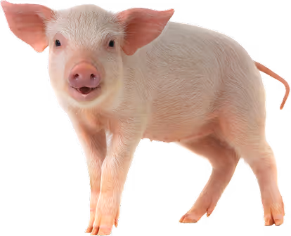 Schwein Tierarztpraxis Havixbeck