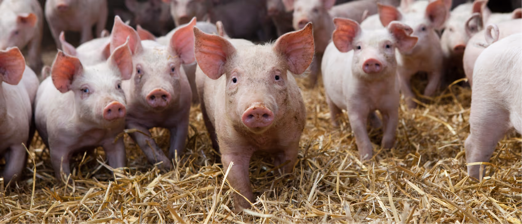 Schweine Tierarztpraxis Havixbeck