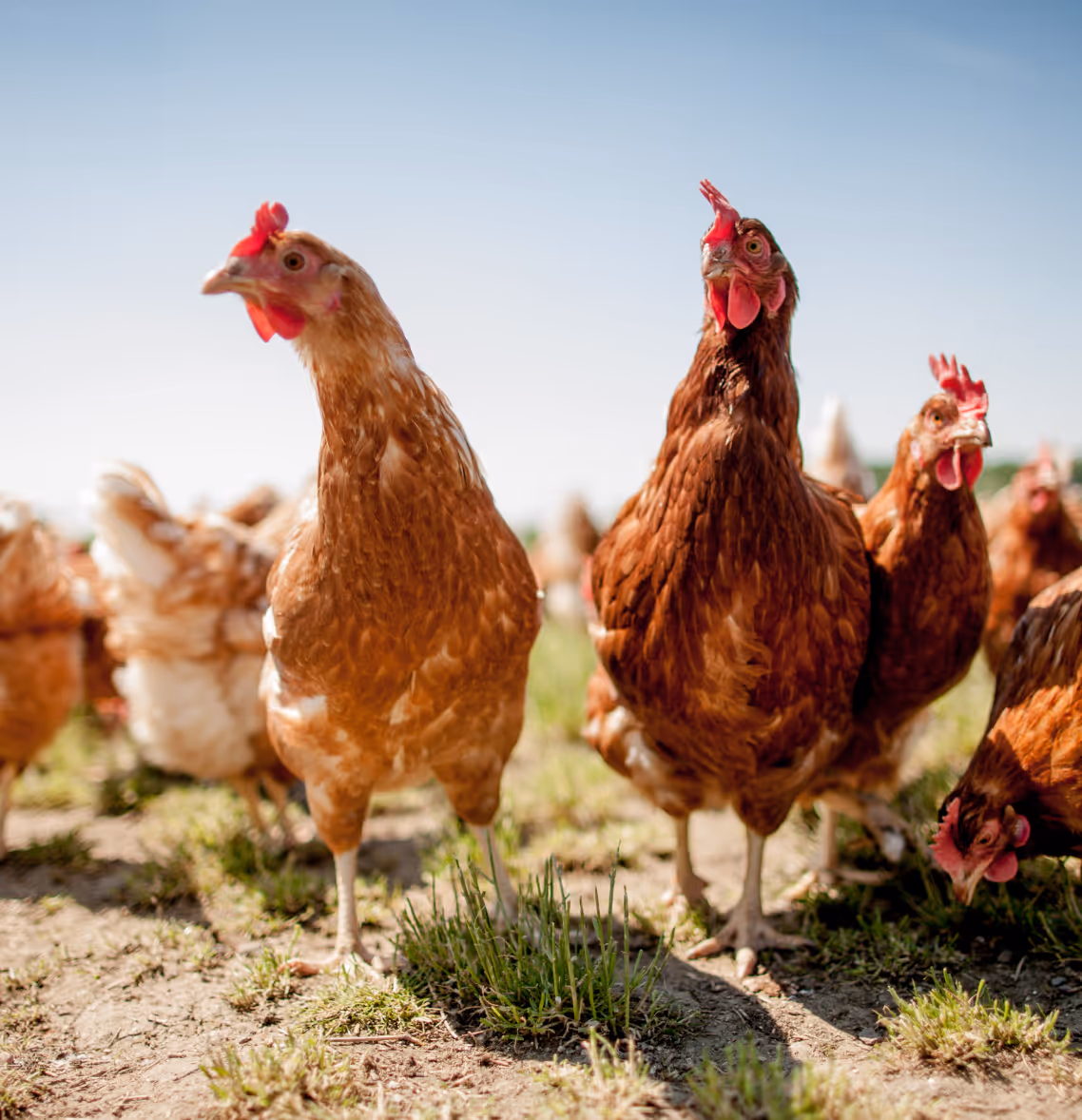 Geflügel Tierarztpraxis Havixbeck