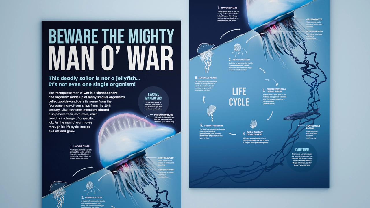 Thumbnail showing a preview of the project.