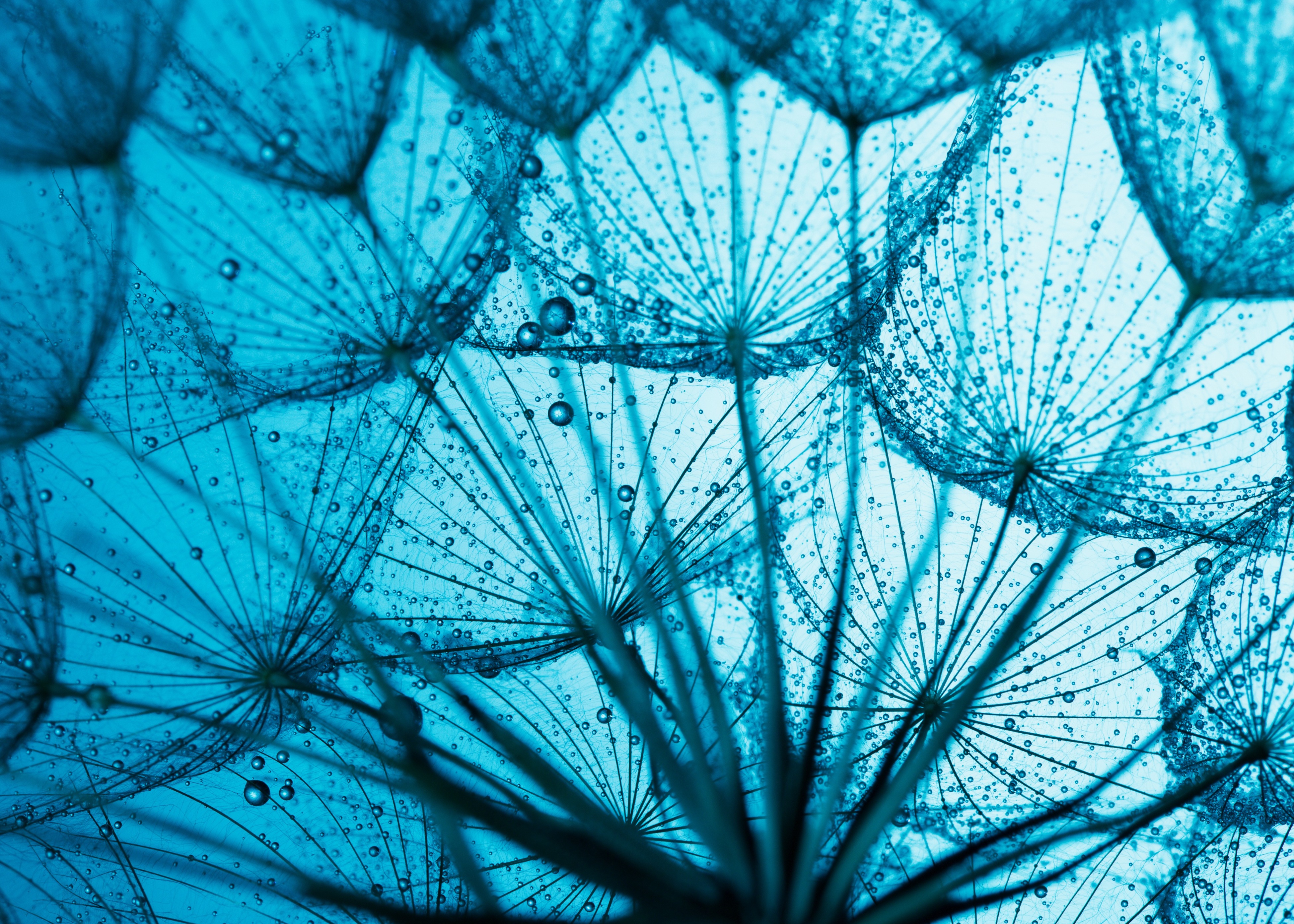 A close up of a dandelion with drops of water on it.