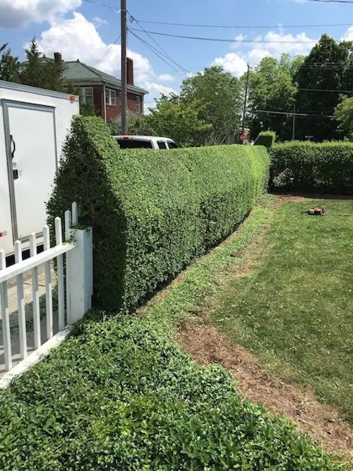 shrub pruning