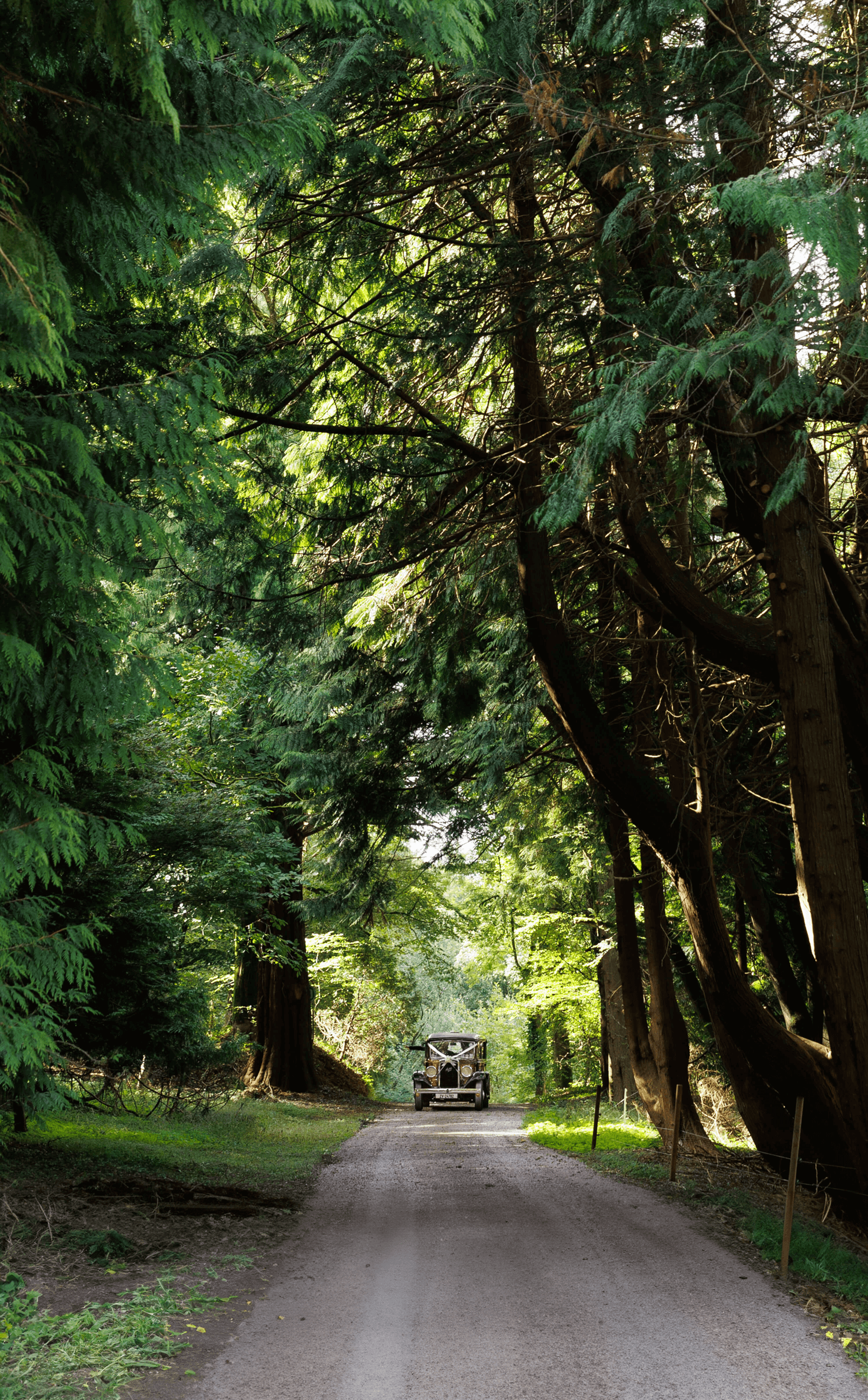 A vintage car drives down the country lane at Dripsey Castle Estate.