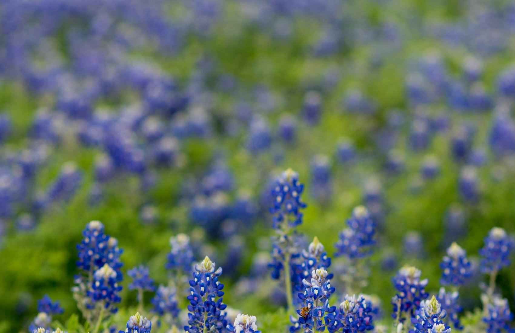 Photograph of bluebonnet field