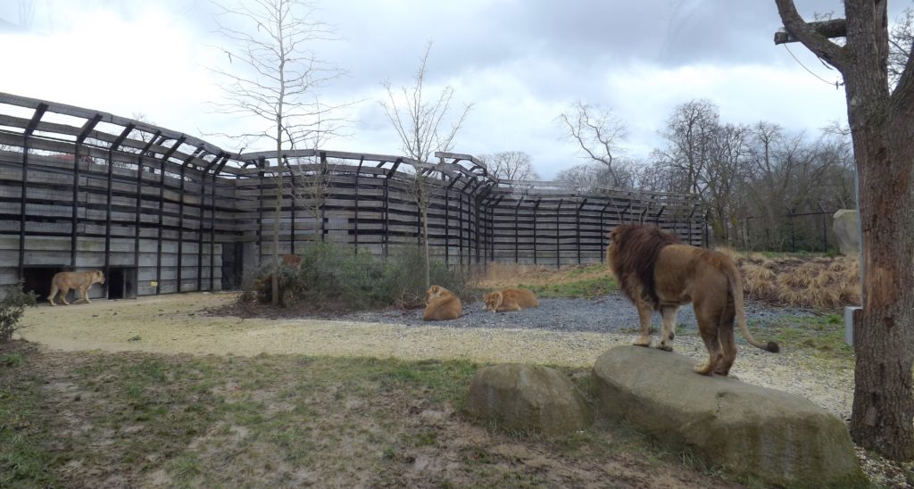 lion zoo de Vincennes