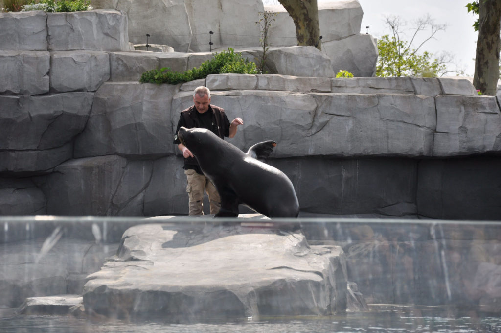 soigneur otarie zoo de Vincennes