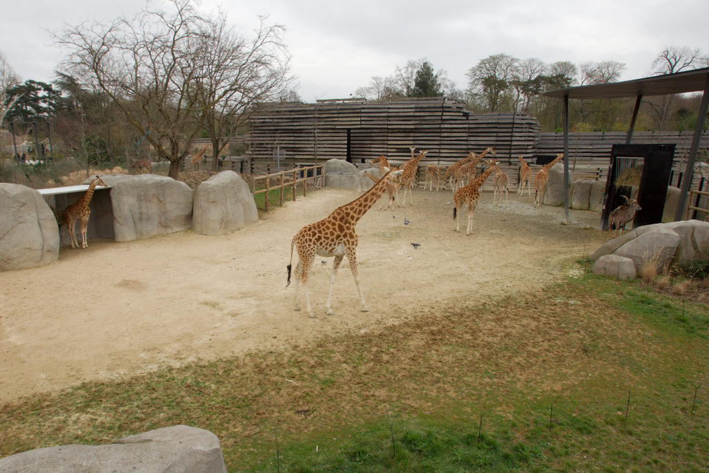 girafes zoo de Vincennes