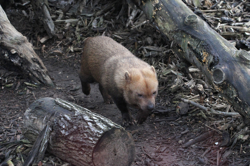 chien buissons zoo de Vincennes