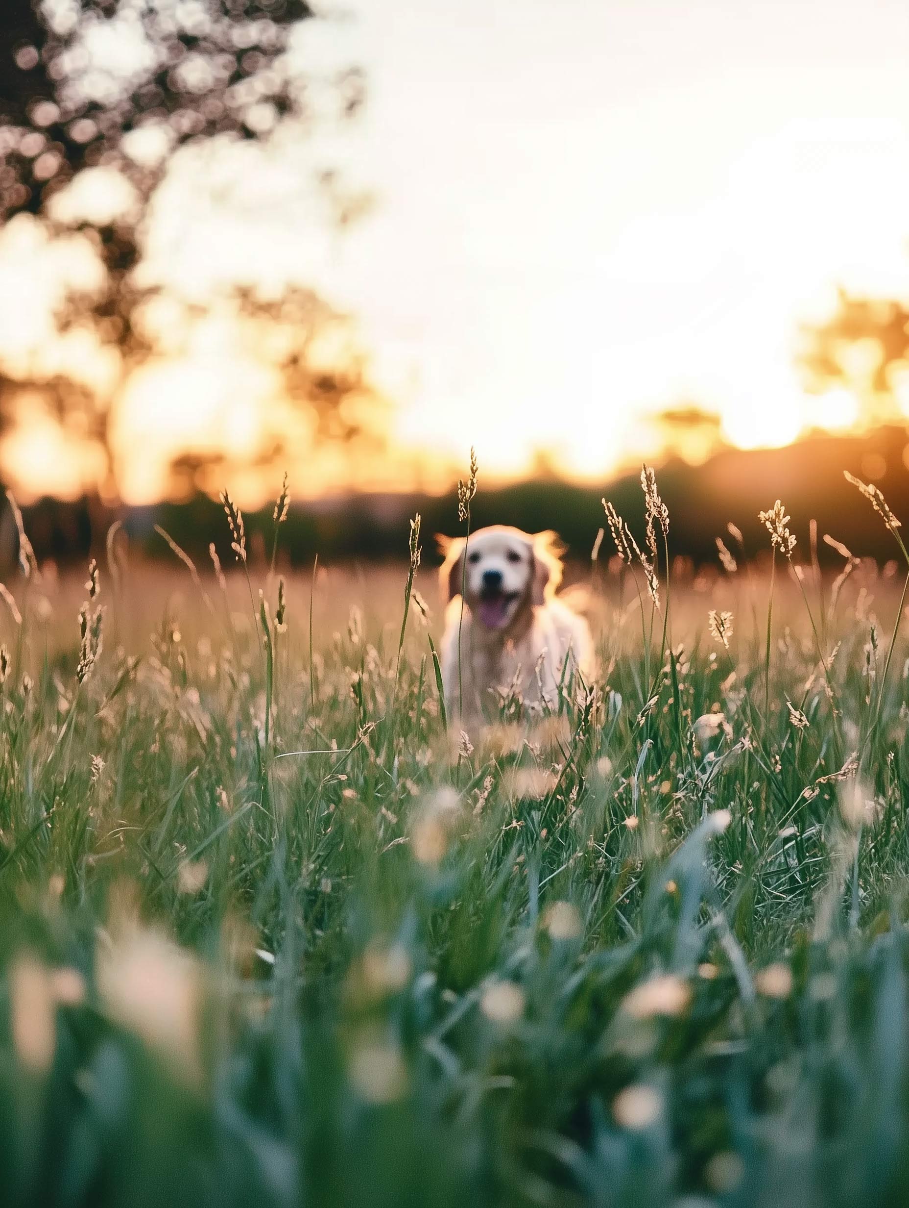Maas-Jacobs | Van Agtmaal