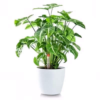 Compact Desktop Planters