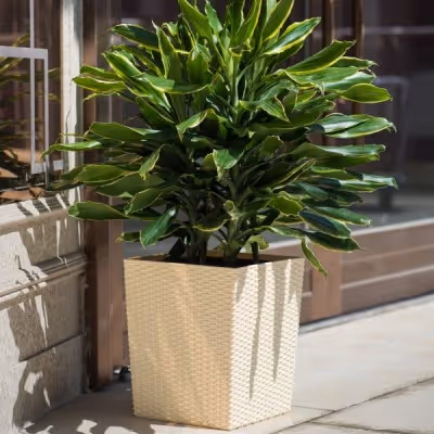 Large Outdoor Pots