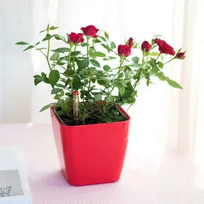 desktop self watering pot