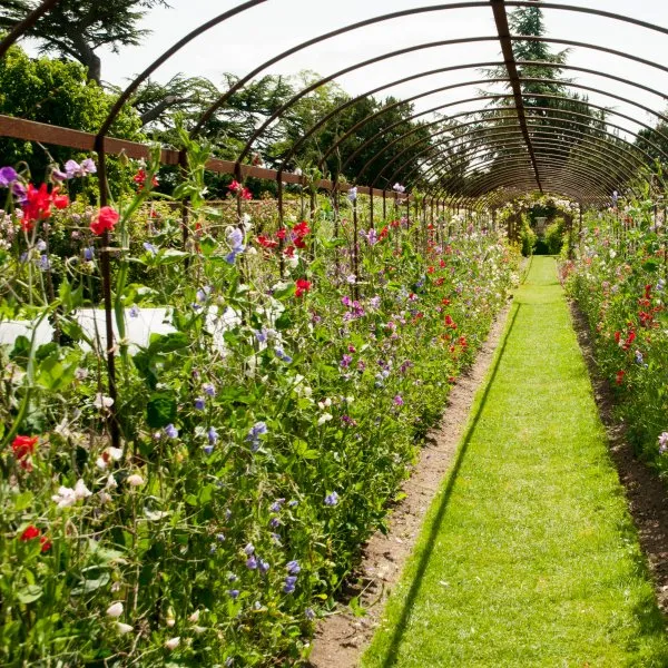 sweet pea on garden arches