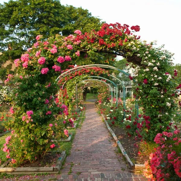 rose arches