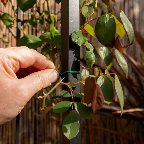 tying plants on arches