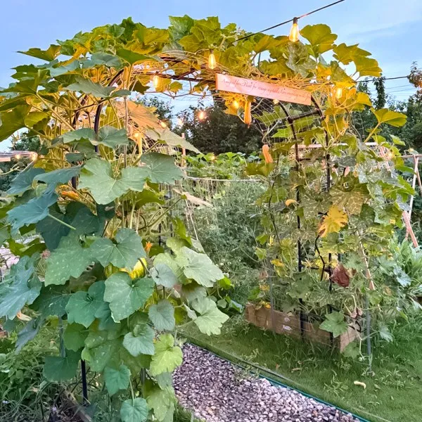 garden arch for soft vines