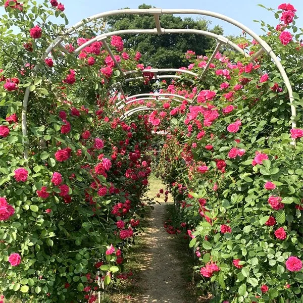 garden arch for flowers